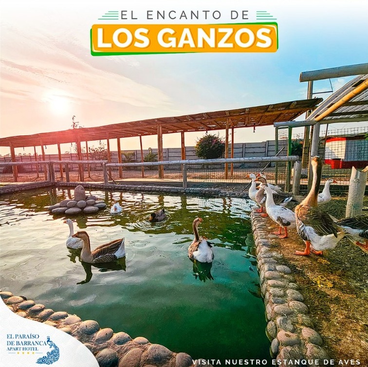 Lago con gansos